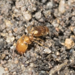 Pheidole sp. (genus) (Seed-harvesting ant) at Higgins, ACT - 9 Nov 2021 by AlisonMilton