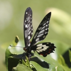 Papilio anactus (Dainty Swallowtail) at Higgins, ACT - 22 Dec 2021 by AlisonMilton