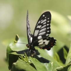 Papilio anactus at Higgins, ACT - 22 Dec 2021 02:30 PM