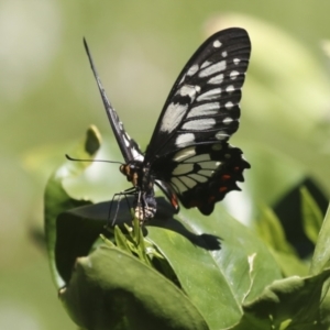 Papilio anactus at Higgins, ACT - 22 Dec 2021 02:30 PM