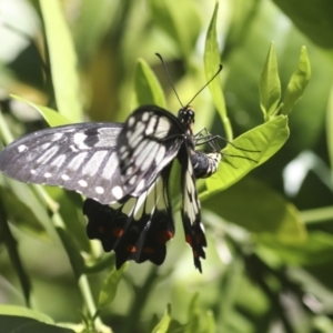 Papilio anactus at Higgins, ACT - 22 Dec 2021