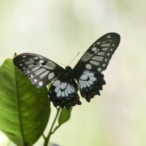 Papilio anactus at Higgins, ACT - 22 Dec 2021