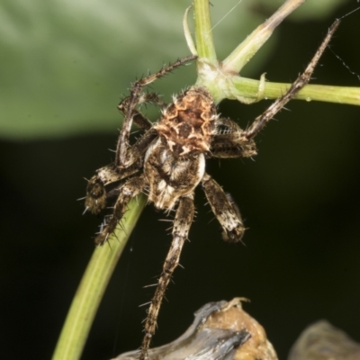 Backobourkia sp. (genus) (An orb weaver) at Higgins, ACT - 18 Dec 2021 by AlisonMilton