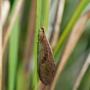 Osmylidae sp. (family) at Cotter River, ACT - 21 Dec 2021 10:15 AM