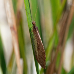 Osmylidae sp. (family) at Cotter River, ACT - 21 Dec 2021