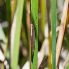 Osmylidae sp. (family) at Cotter River, ACT - 21 Dec 2021 10:15 AM