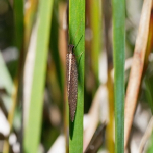 Osmylidae sp. (family) at Cotter River, ACT - 21 Dec 2021 10:15 AM