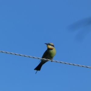 Merops ornatus at Numeralla, NSW - suppressed