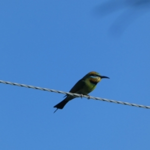 Merops ornatus at Numeralla, NSW - suppressed