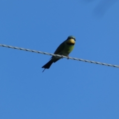 Merops ornatus at Numeralla, NSW - 21 Dec 2021