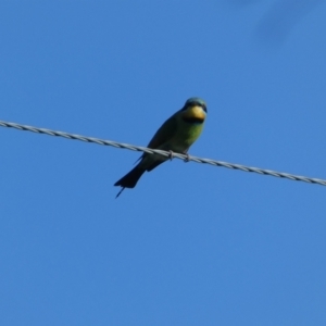 Merops ornatus at Numeralla, NSW - suppressed