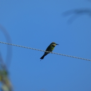 Merops ornatus at Numeralla, NSW - suppressed