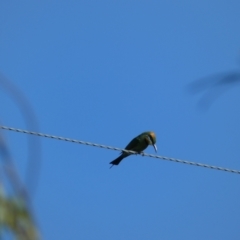 Merops ornatus at Numeralla, NSW - suppressed