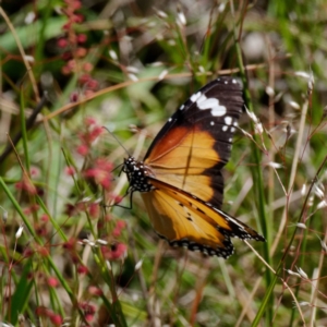 Danaus petilia at Uriarra, NSW - 21 Dec 2021