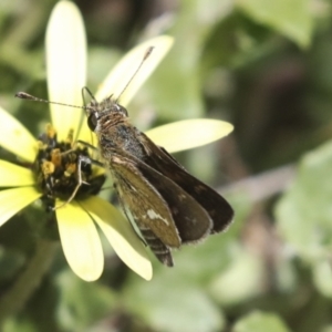 Taractrocera papyria at Dunlop, ACT - 7 Dec 2021