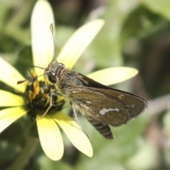 Taractrocera papyria at Dunlop, ACT - 7 Dec 2021