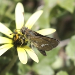 Taractrocera papyria at Dunlop, ACT - 7 Dec 2021