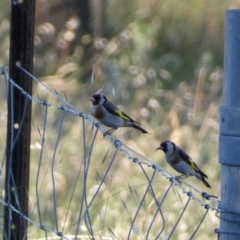 Carduelis carduelis (European Goldfinch) at Numeralla, NSW - 21 Dec 2021 by Steve_Bok