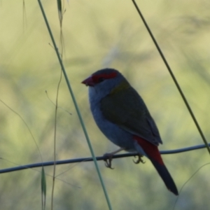 Neochmia temporalis at Numeralla, NSW - suppressed