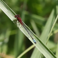 Xanthagrion erythroneurum (Red & Blue Damsel) at Dunlop, ACT - 7 Dec 2021 by AlisonMilton