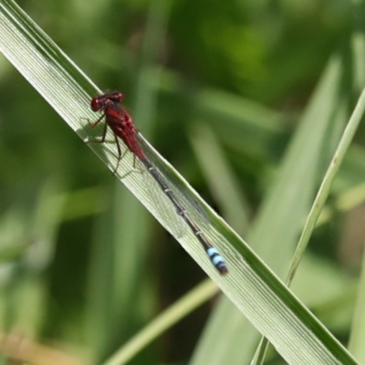Xanthagrion erythroneurum (Red & Blue Damsel) at Dunlop, ACT - 7 Dec 2021 by AlisonMilton