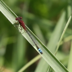 Xanthagrion erythroneurum at Dunlop, ACT - 7 Dec 2021 11:10 AM