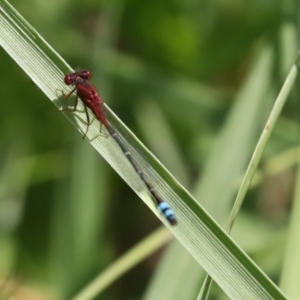 Xanthagrion erythroneurum at Dunlop, ACT - 7 Dec 2021 11:10 AM