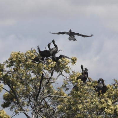 Phalacrocorax sulcirostris (Little Black Cormorant) at West Belconnen Pond - 6 Dec 2021 by AlisonMilton