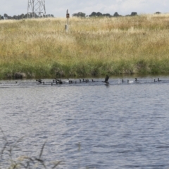 Phalacrocorax sulcirostris at Dunlop, ACT - 7 Dec 2021