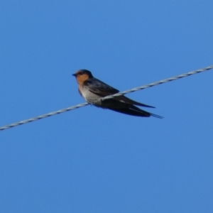 Hirundo neoxena at Numeralla, NSW - 21 Dec 2021