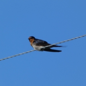 Hirundo neoxena at Numeralla, NSW - 21 Dec 2021