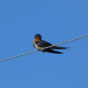 Hirundo neoxena at Numeralla, NSW - 21 Dec 2021