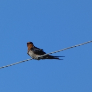 Hirundo neoxena at Numeralla, NSW - 21 Dec 2021