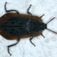 Ptomaphila lacrymosa (Carrion Beetle) at Ainslie, ACT - 21 Dec 2021 by jb2602