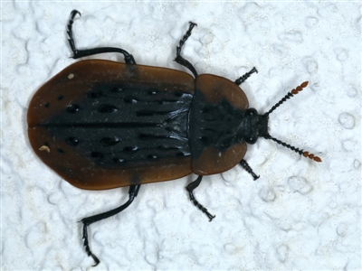 Ptomaphila lacrymosa (Carrion Beetle) at Ainslie, ACT - 21 Dec 2021 by jb2602