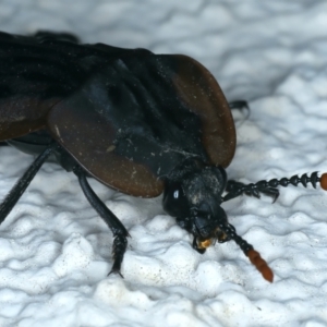 Ptomaphila lacrymosa at Ainslie, ACT - 21 Dec 2021