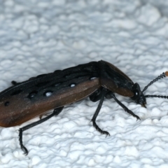 Ptomaphila lacrymosa at Ainslie, ACT - 21 Dec 2021