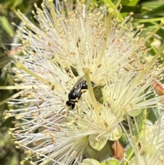 Hylaeus (Gnathoprosopis) euxanthus (Plasterer bee) at Murrumbateman, NSW - 22 Dec 2021 by SimoneC