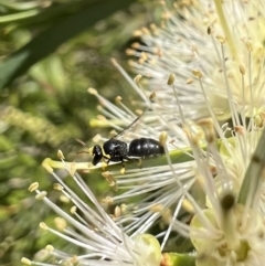 Hylaeus (Gnathoprosopis) euxanthus at Murrumbateman, NSW - 22 Dec 2021 12:58 PM