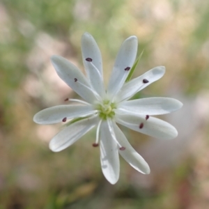 Stellaria pungens at Aranda, ACT - 22 Dec 2021 08:34 AM