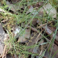 Stellaria pungens at Aranda, ACT - 22 Dec 2021