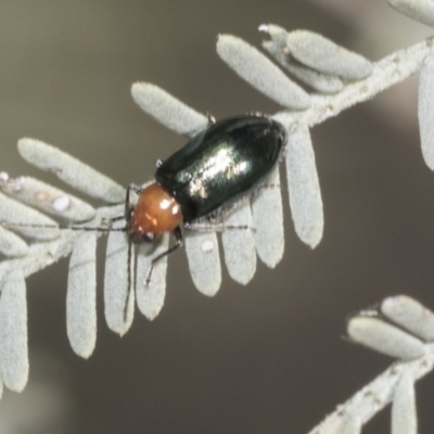 Adoxia benallae (Leaf beetle) at Hawker, ACT - 17 Oct 2021 by AlisonMilton