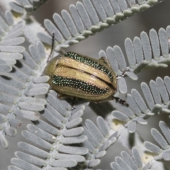 Calomela vittata (Acacia leaf beetle) at Hawker, ACT - 17 Oct 2021 by AlisonMilton