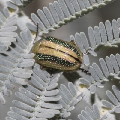 Calomela vittata (Acacia leaf beetle) at The Pinnacle - 17 Oct 2021 by AlisonMilton