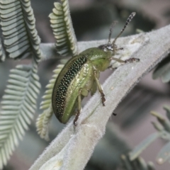 Calomela vittata at Hawker, ACT - 17 Oct 2021 02:35 PM