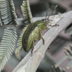 Calomela vittata at Hawker, ACT - 17 Oct 2021