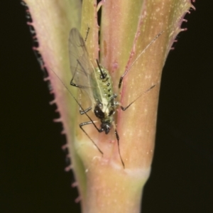 Macrosiphum rosae at Higgins, ACT - 26 Oct 2021 06:38 AM