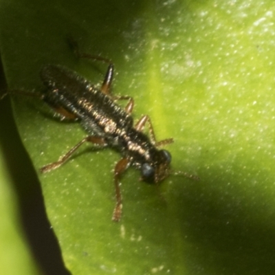 Lemidia subaenea (Clerid beetle) at Higgins, ACT - 21 Oct 2021 by AlisonMilton