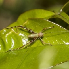 Phaneropterinae (subfamily) (Leaf Katydid, Bush Katydid) at Higgins, ACT - 20 Oct 2021 by AlisonMilton