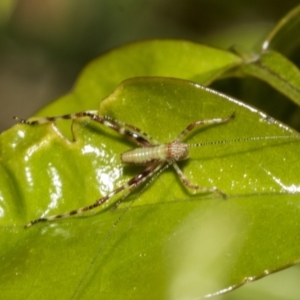 Phaneropterinae (subfamily) at Higgins, ACT - 21 Oct 2021 06:10 AM